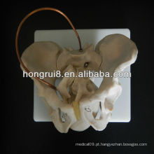 2013 HOT SALE Midwifery birth demonstration model